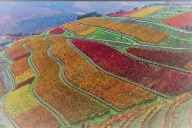Douro Valley Premium with wine tasting lunch and boat - Second Sabrosa farm: red and white tastings plus Moscato, honey, and almonds