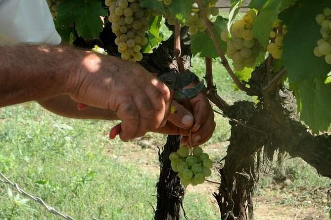 Douro Valley Premium with wine tasting lunch and boat - How much is $312.55 worth for a 7-hour Douro Premium day?