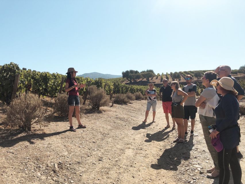 Douro Valley: Real Small-Group, Wine Tasting, Lunch & Boat - Olive Oil and Honey Tastings: A Local Food Lesson, Not a Side Quest