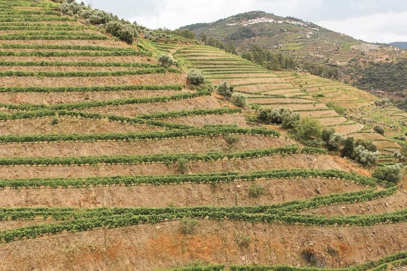 Douro Valley: Real Small-Group, Wine Tasting, Lunch & Boat - Time, Wine, and Pacing: What a 9-Hour Day Feels Like