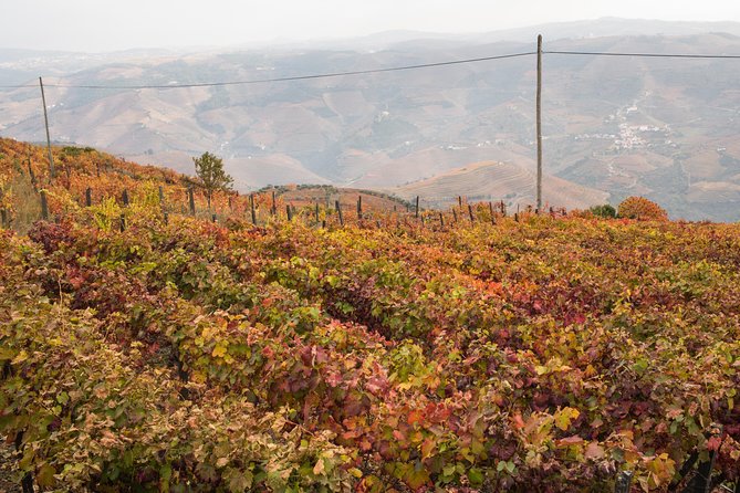 Douro Valley Small-Group Tour with Wine Tasting, Lunch and Boat - UNESCO Douro Valley views: why the scenery is more than postcard stuff