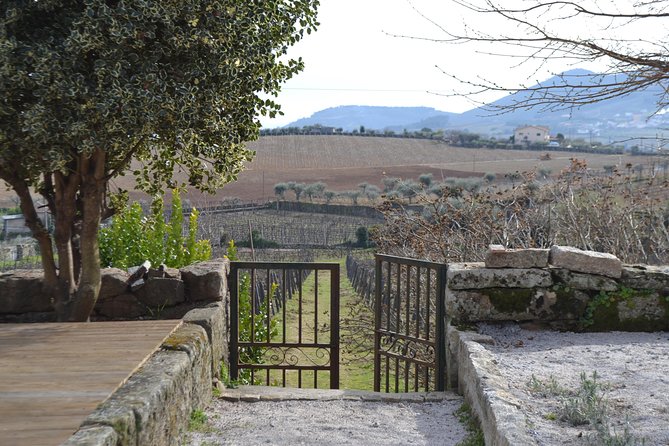 Douro Valley Tour: 2 Vineyard Visits, River Cruise, Winery Lunch - Sabrosa: four-course winery lunch and a port cellar finale