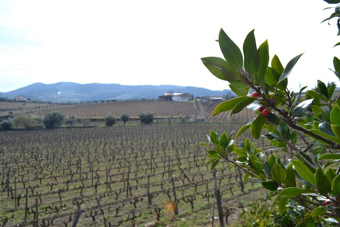 Douro Valley Tour: 2 Vineyard Visits, River Cruise, Winery Lunch - What the tastings actually look like (so you’re not guessing)