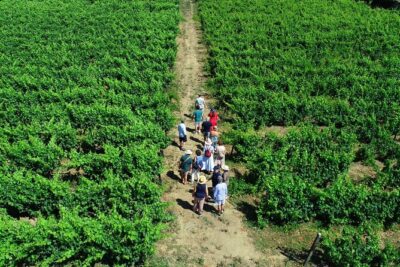 Douro Valley Tour - 3 Wine tastings, Lunch & river Cruise - Casal de Loivos: Museum + Familiar Cellar Tasting (White, Rosé, Red)