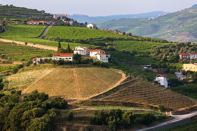 Douro Valley Tour: Wine Tasting, Cruise and Lunch from Porto - Lunch with fish, meat, or vegetarian choices