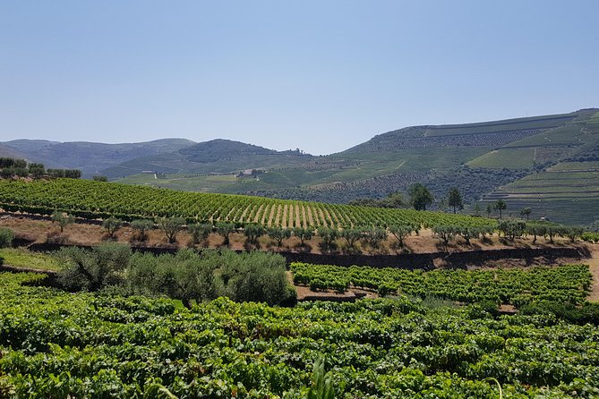 Douro Valley Wine Tour: 3 Vineyard Visits, Wine Tastings, Lunch - Stop 2 in Folgosa: A More Prestigious Estate and Port Tastings
