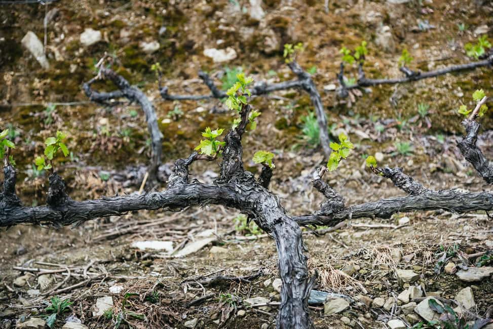 From Porto: Douro Valley Wine Tour with Lunch and Cruise - Price and value: is $142 a fair deal?