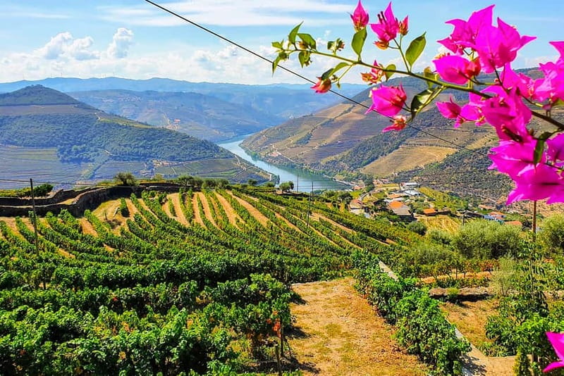 From Porto: Douro Valley with Wineries, Lunch and Boat Trip - Key things that make this Douro day work