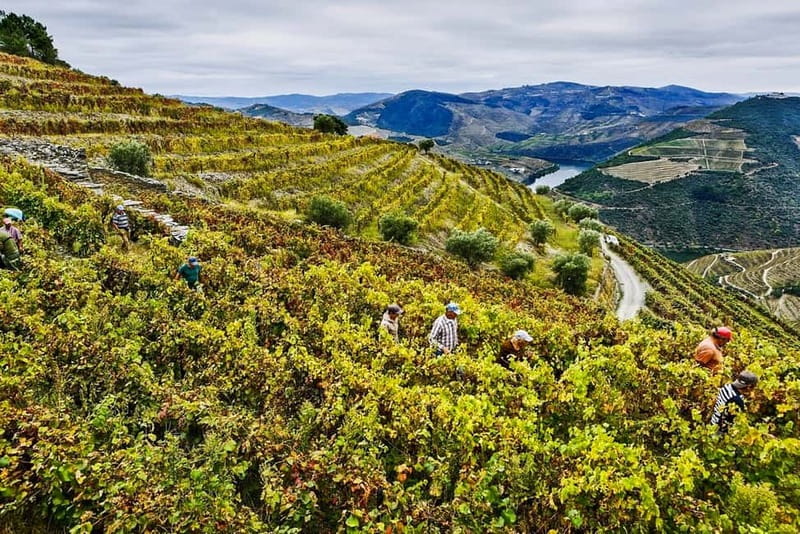 From Porto: Douro Valley with Wineries, Lunch and Boat Trip - Pinhão wine tasting: getting closer to the slopes