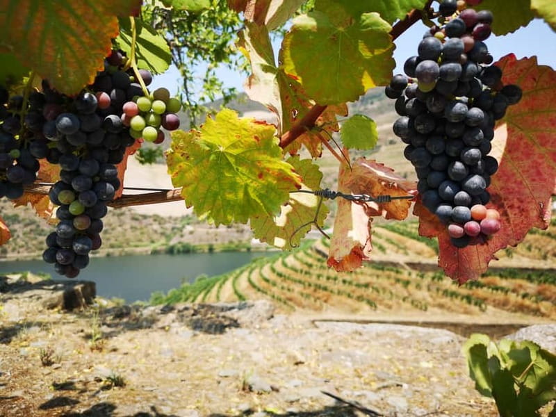 From Porto: Tastings at 2 Wineries, Chef's Lunch & Boat Tour - The van ride reality: timing, comfort, and how to prep