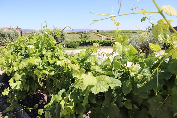 Genuine Douro Valley Tour: Visit 2 Wineries, Lunch & River Cruise - Quinta do Cume: Second Winery, Another Angle on Douro Wine