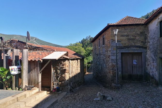 Half-day Hike & Picnic with Dog Love in Porto's Mountains - Getting a Nature Escape Near Porto (Without Going Far)