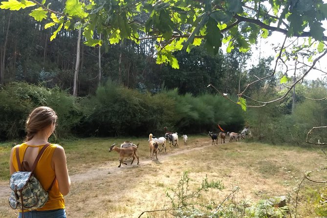 Half-day Hike & Picnic with Dog Love in Porto's Mountains - Price and Value: Why $59.28 Can Make Sense