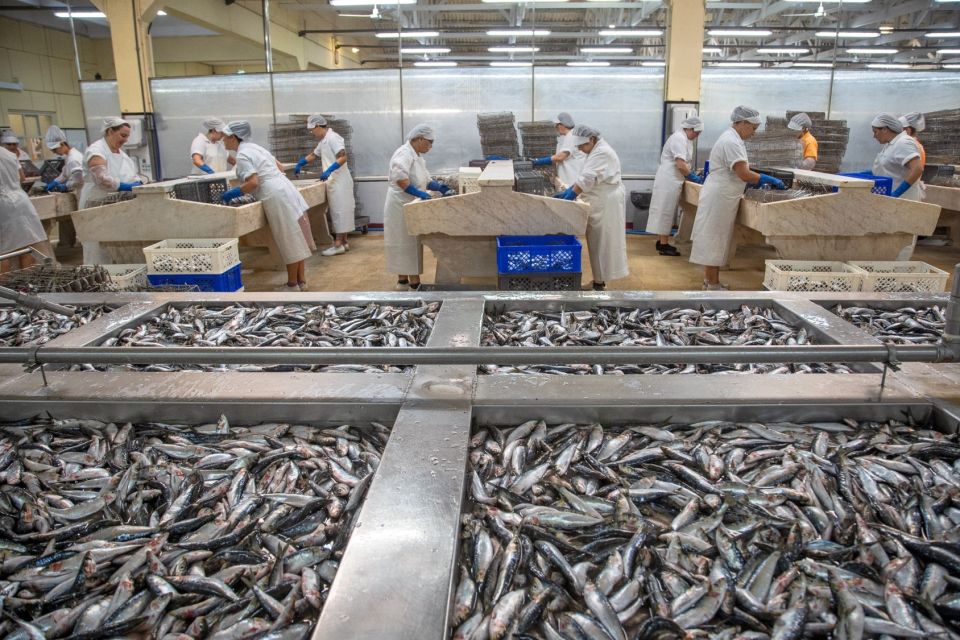 Matosinhos: Conservas Pinhais Factory Tour - Price and logistics: is $30 good value for 1.5 hours?