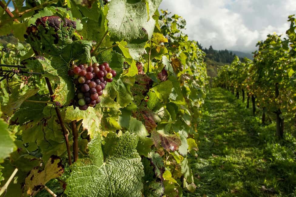 Porto: Douro Valley Tour at 2 Wineries with Lunch and Cruise - Two winery visits with guided tastings (and why you’ll care)