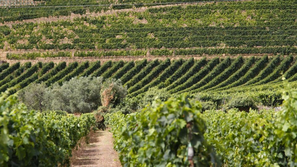 Porto: Douro Valley Tour at 2 Wineries with Lunch and Cruise - Lunch in Sabrosa: more than a break between tastings