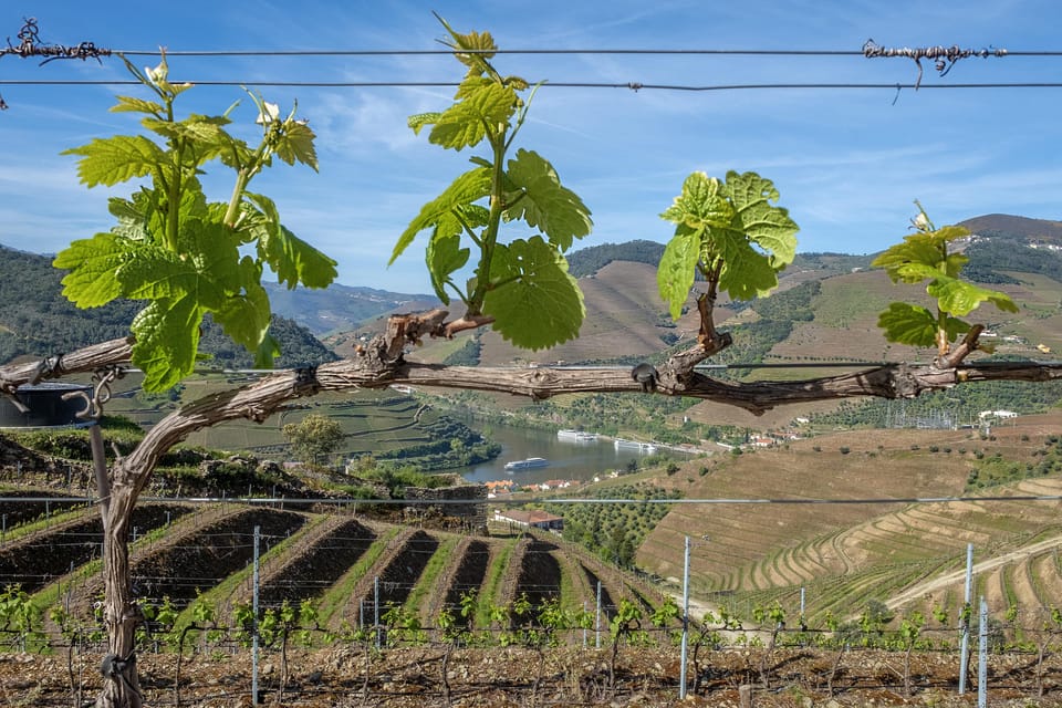 Porto: Douro Valley Wine Tour with a Sommelier & Boat Trip - The N222 Road Drive: Why the View Stops Matter