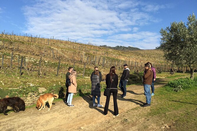 Premium Douro Valley Small-Group Tour, Wine Tasting, Lunch & Boat - Quinta do Panascal: Port wine tastings with a cellar-and-vineyard feel