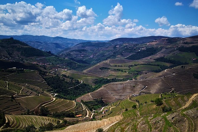 Premium Private Douro Tour: 3 Wineries with Tastings & Lunch - Tastings and pairings: what you’ll likely drink during the day