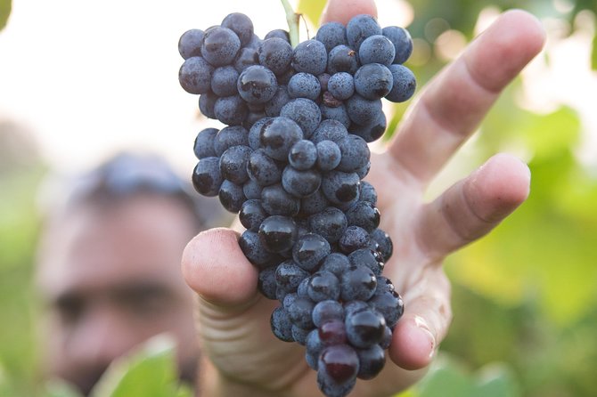Private Douro Valley - Senses Experiences - The 5 Hours in the Douro Valley: Picking Your Tastes, Food, and Wine-Estate Experience