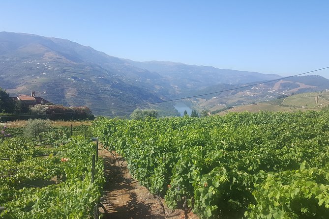 Private Douro Valley - Senses Experiences - Private Guide Value: Why the Day Feels Less Like a Route and More Like a Conversation