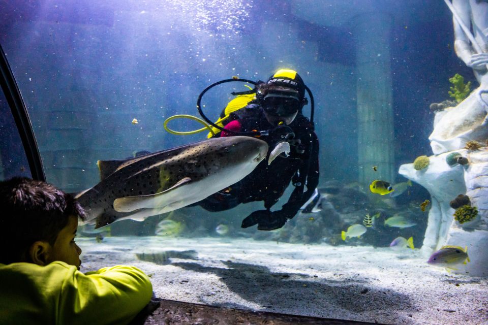 SEA LIFE Porto Full-Day Entrance Ticket - SEA LIFE Porto in One Day: What the Ticket Really Buys