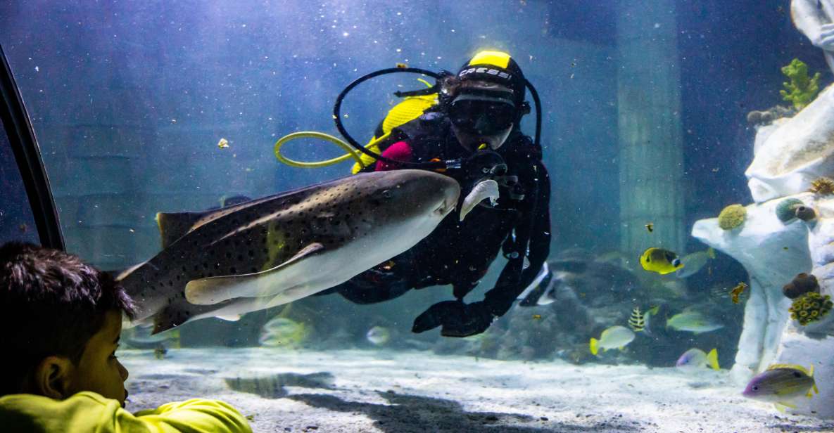 SEA LIFE Porto Full-Day Entrance Ticket - Penguin Island Birds: A New Reason to Stay Longer