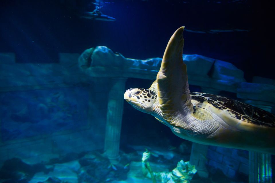 SEA LIFE Porto Full-Day Entrance Ticket - The Best Part Isn’t Just the Tanks: Talks and Feeding Demos