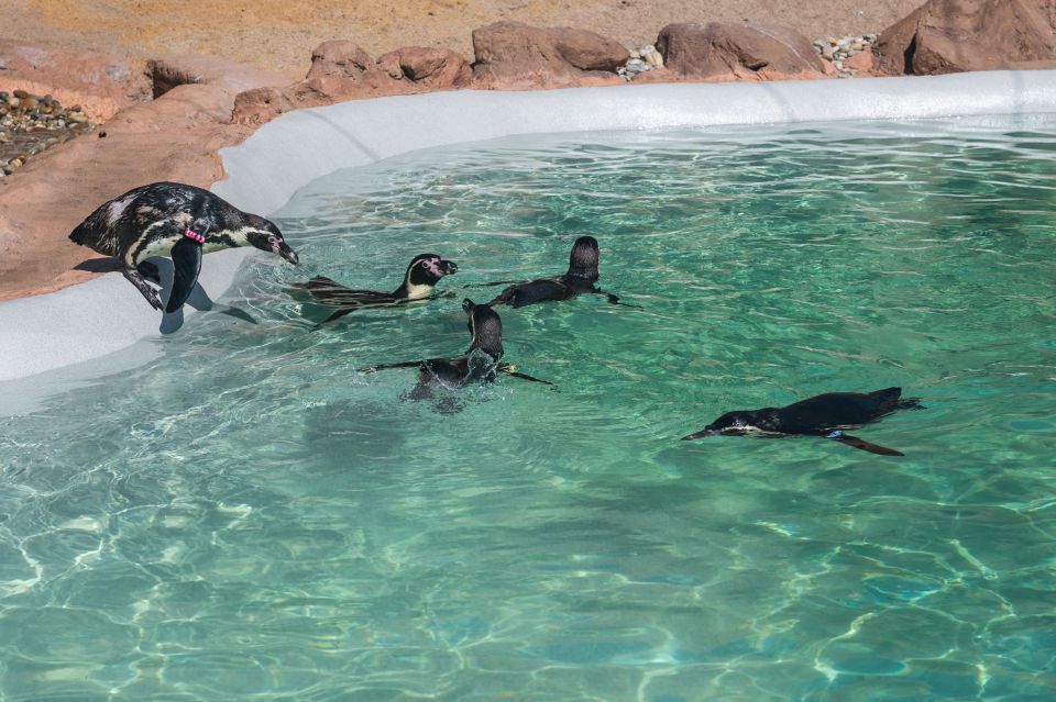 SEA LIFE Porto Full-Day Entrance Ticket - Conservation Messaging: How It Affects What You Notice